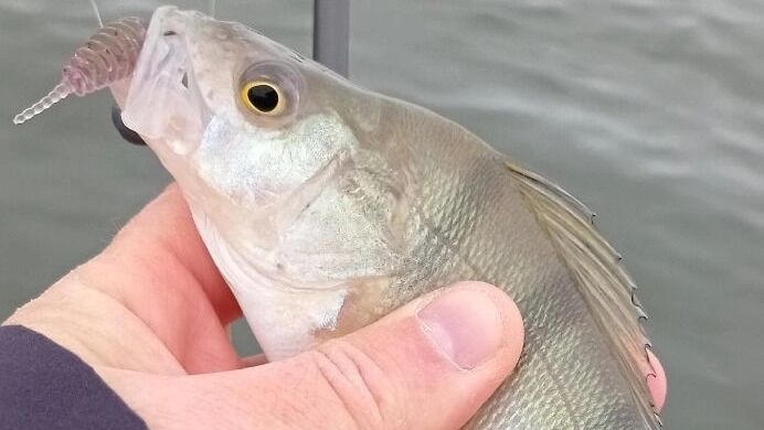 Один из&nbsp;окуней, «проявивших себя»