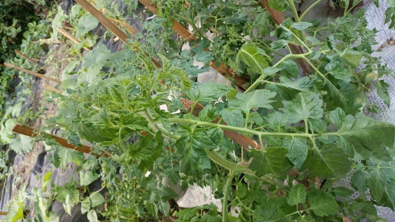 На фото: помидоры растут на грядке