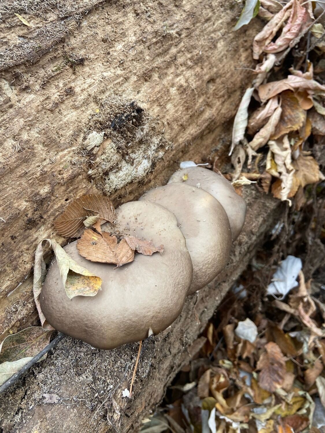 В лесах Оренбуржья можно найти вешенки