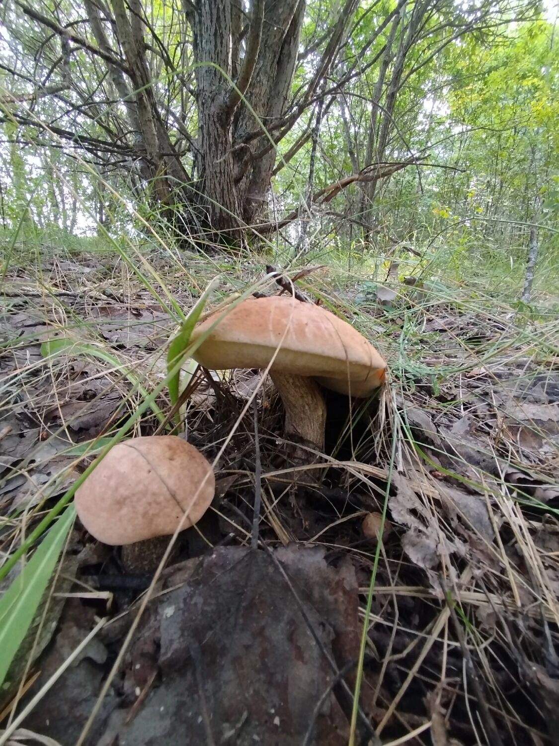 Боровик из Лукояновсского округа