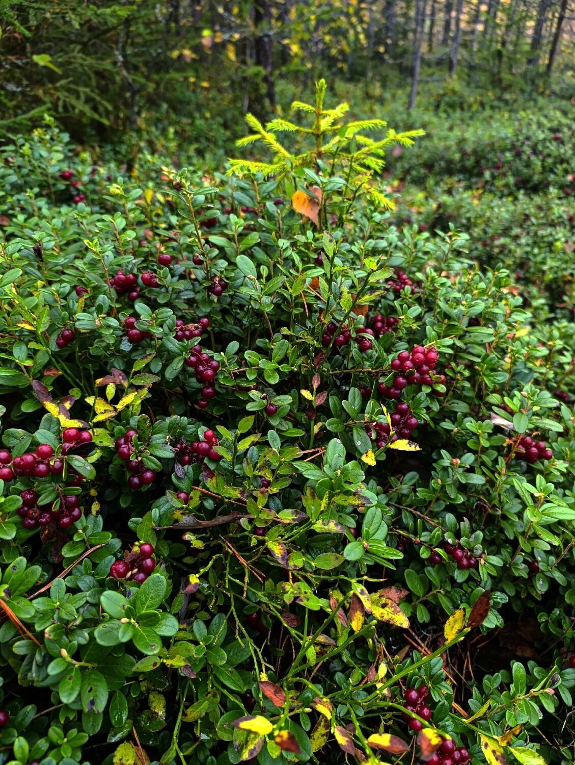 Клюква из Сокольского округа