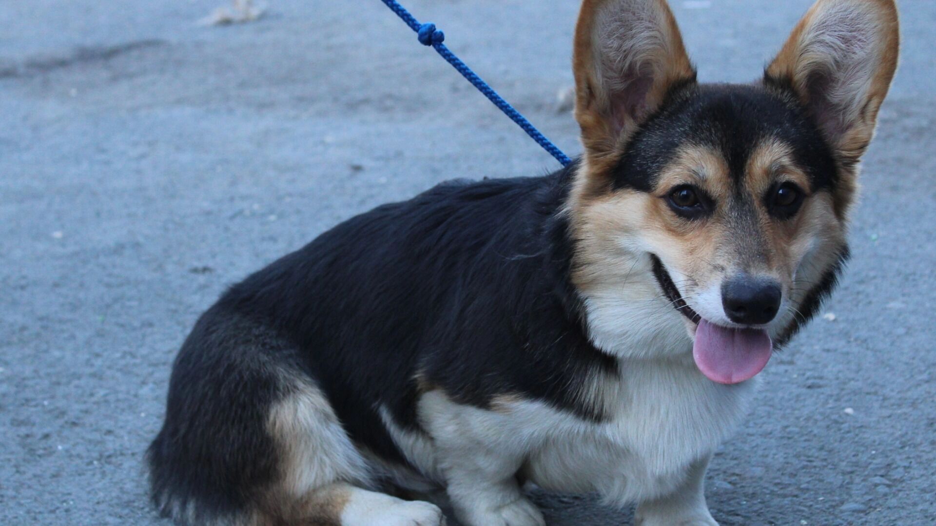 Обязательная маркировка домашних животных: к чему готовиться владельцам собак и кошек