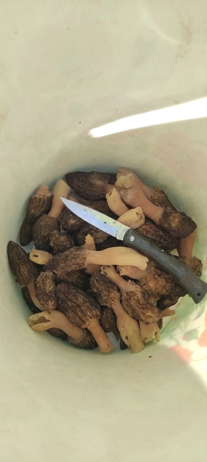 Сморчки из Горбатовки