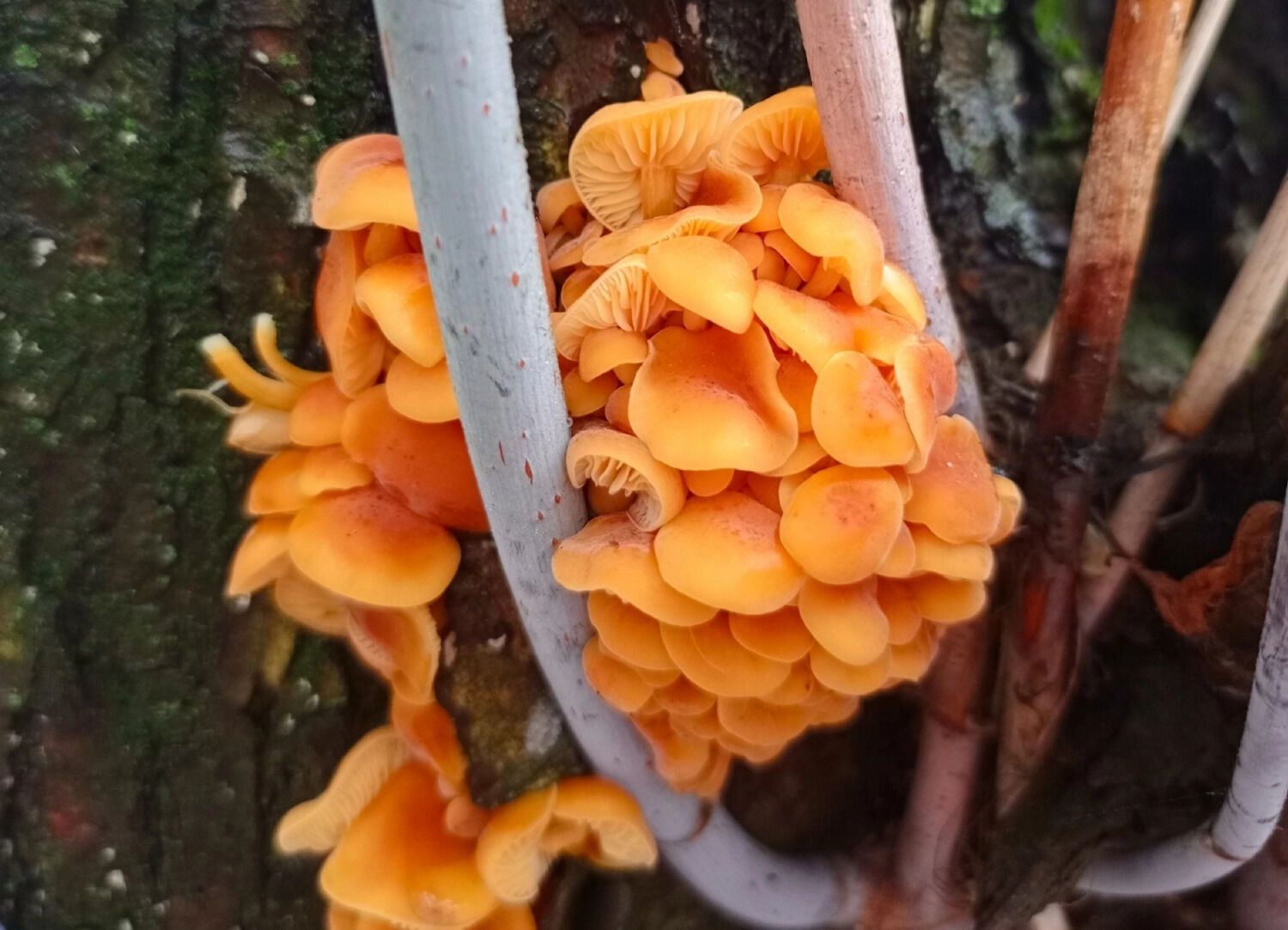 Зимние опята собирают в Нижегородской области