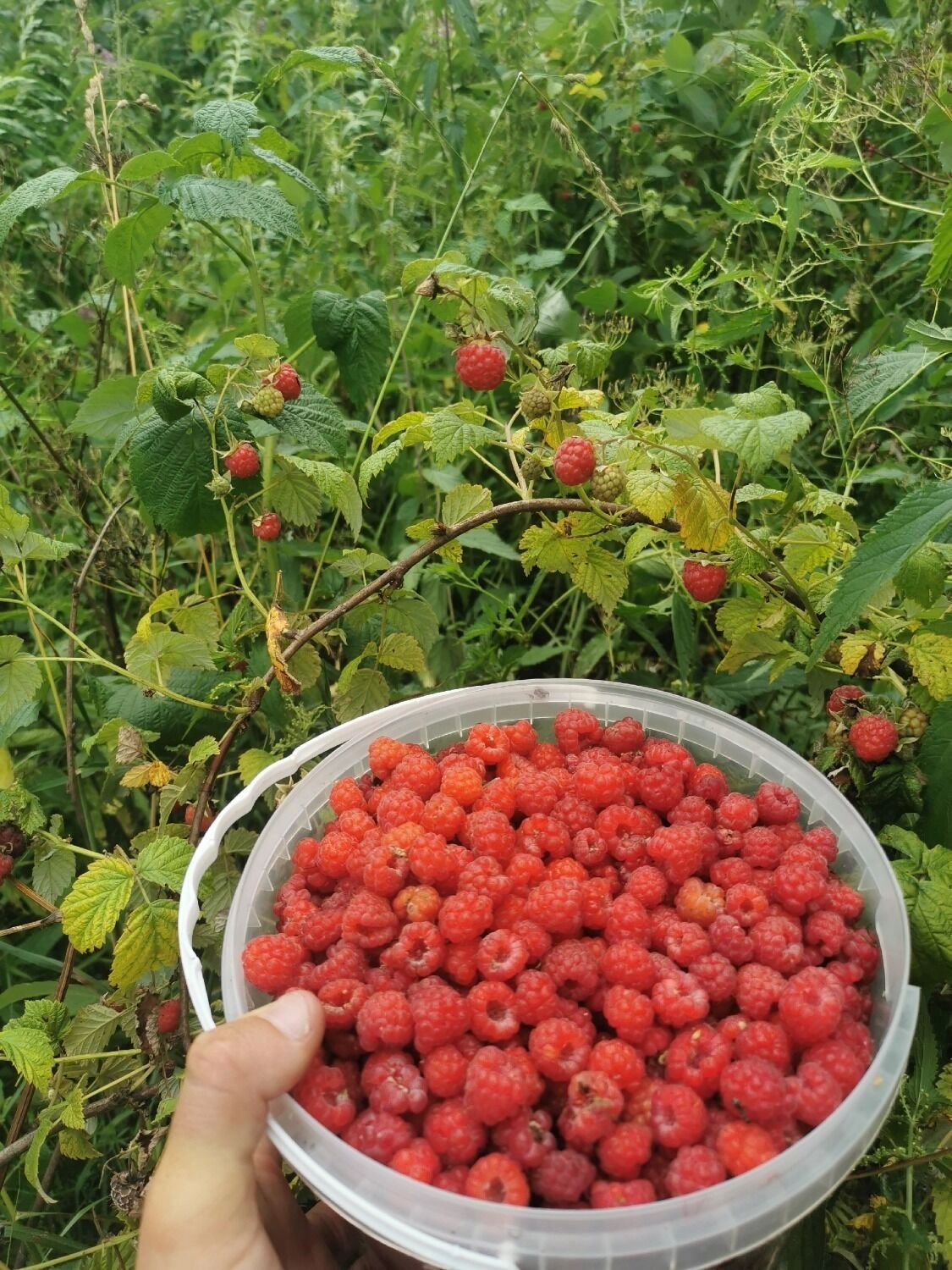 Малина