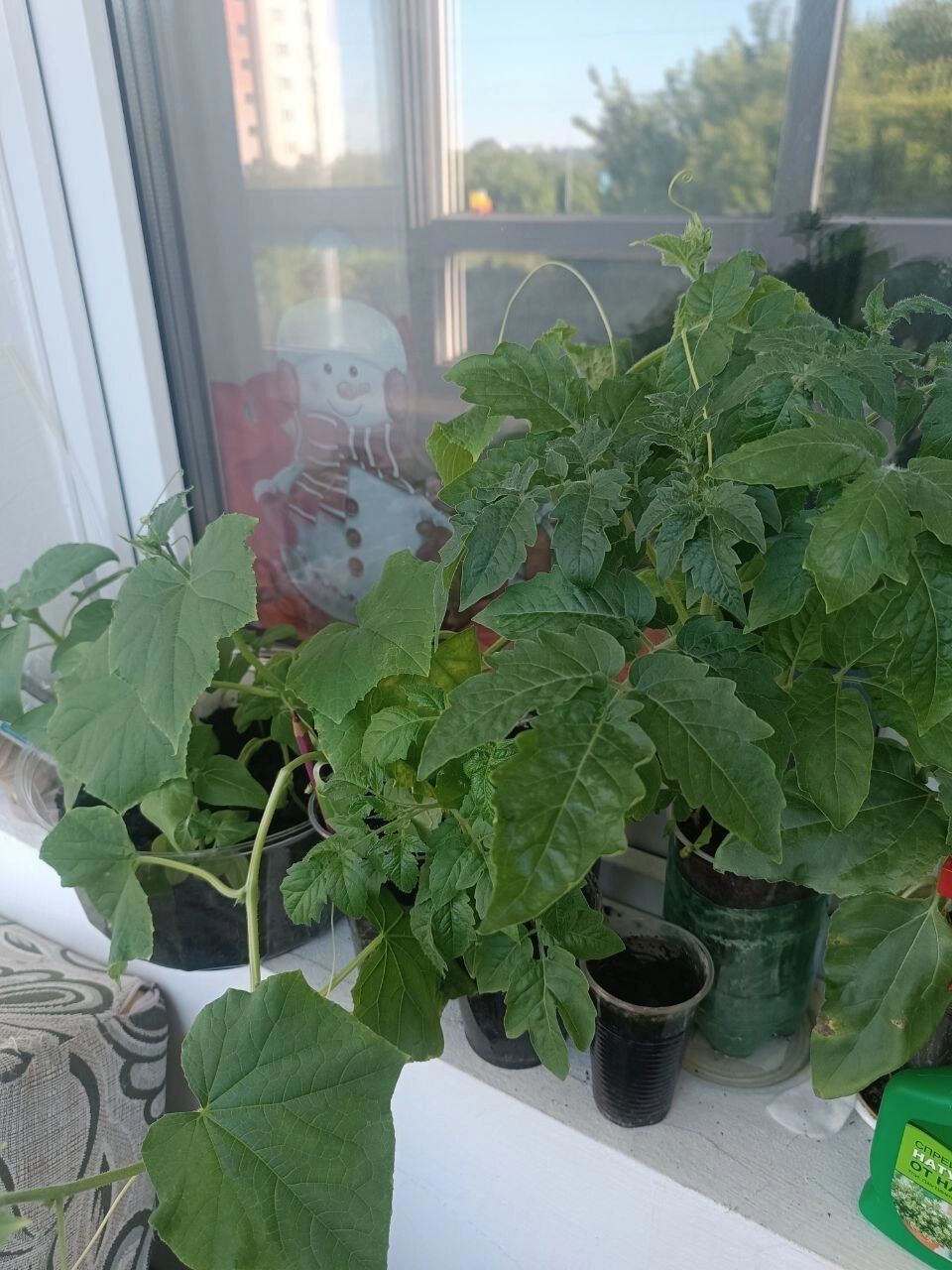 Моя рассада в мае 2025 года