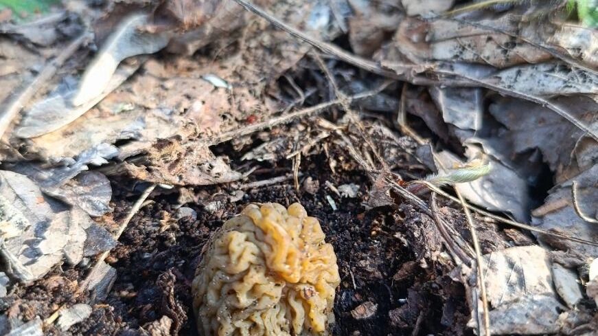 Сморчки в Борском округе