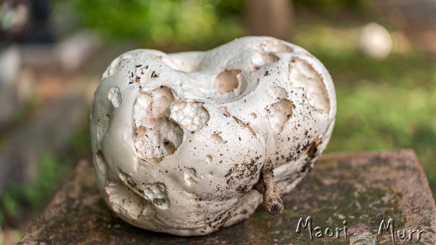 Аномальные грибы размером с футбольный мяч выросли на кладбище в Петербурге (фото)