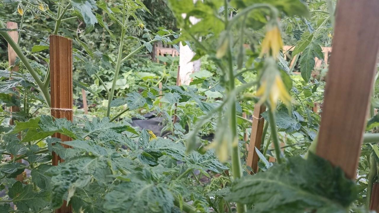 На фото: помидоры цветут