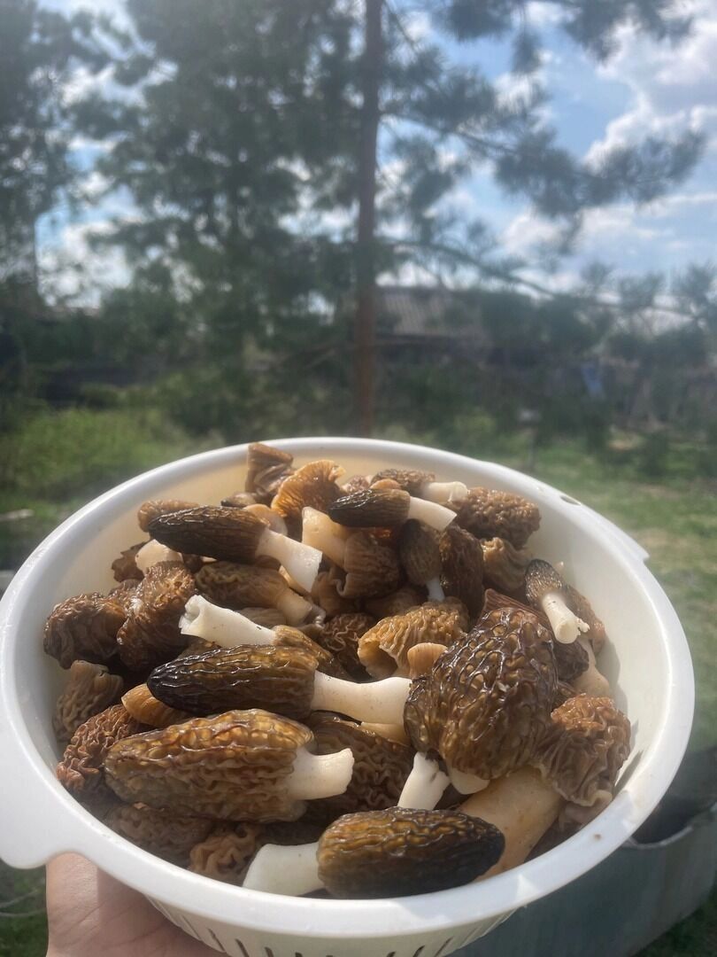 Сморчки в Оренбургском районе