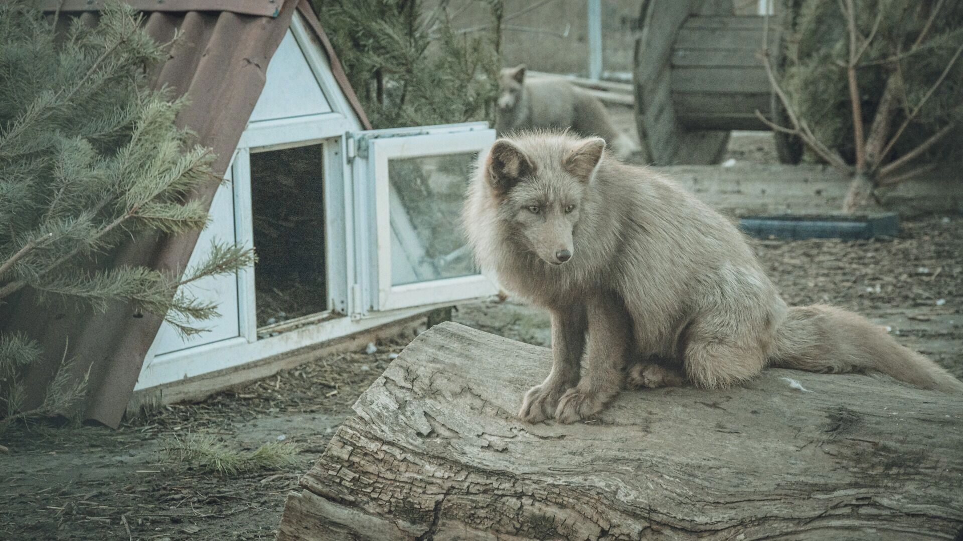 порно с животными 
