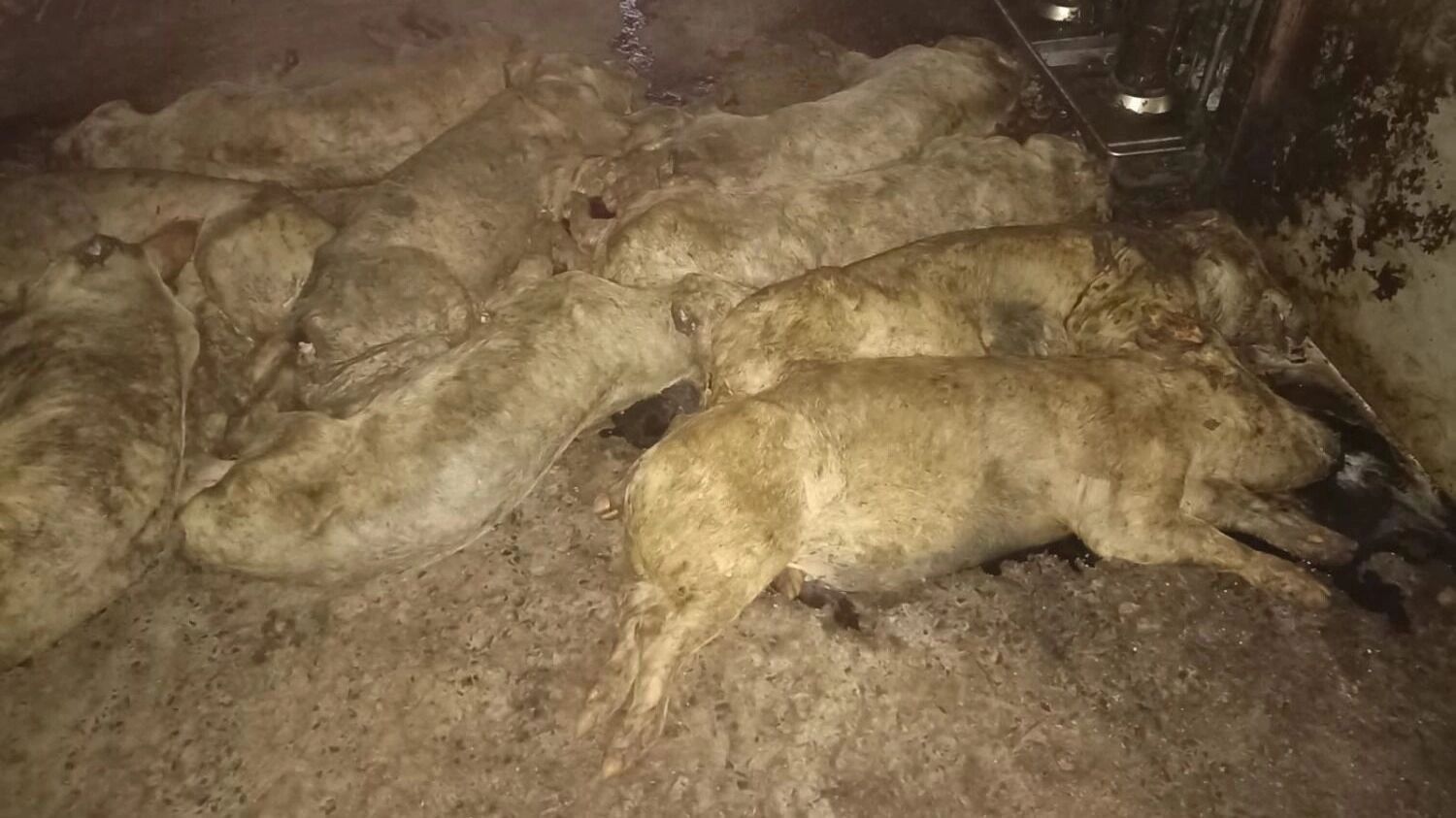 Свиньи против Минсельхоза. Ущерб от СВО в Курской области есть, а денег нет