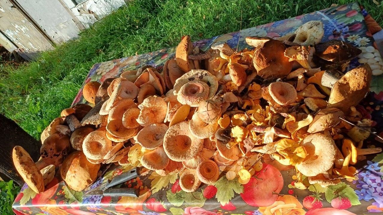 Когда собирать волнушки в Нижегородской области и как их готовить