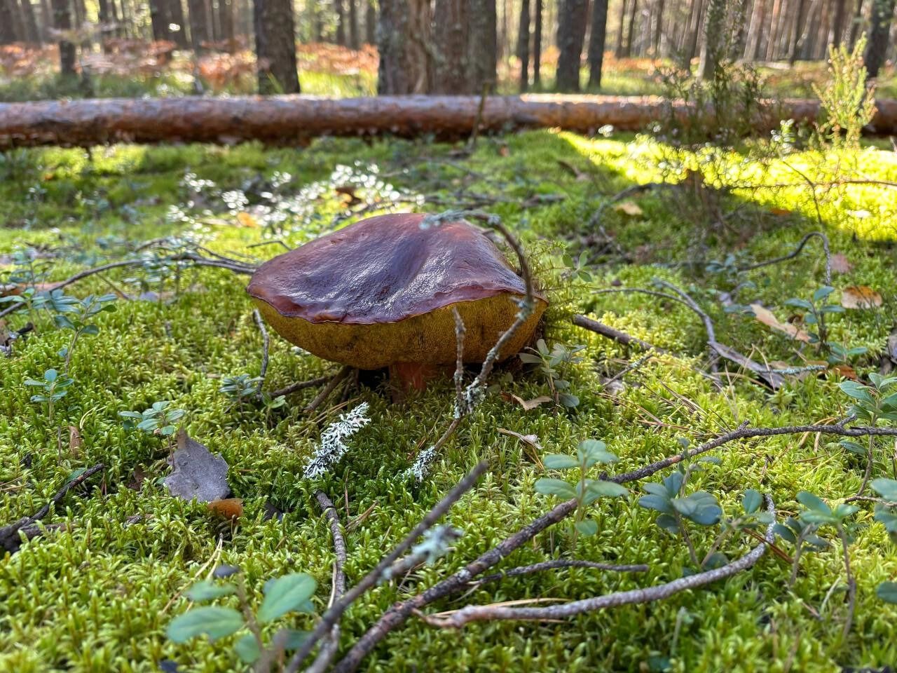 В лесу много червивых и гнилых грибов
