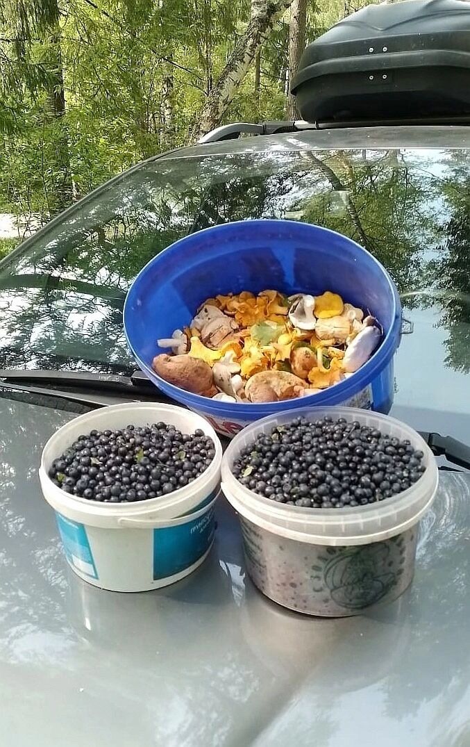 Черника из&nbsp;Кулебак