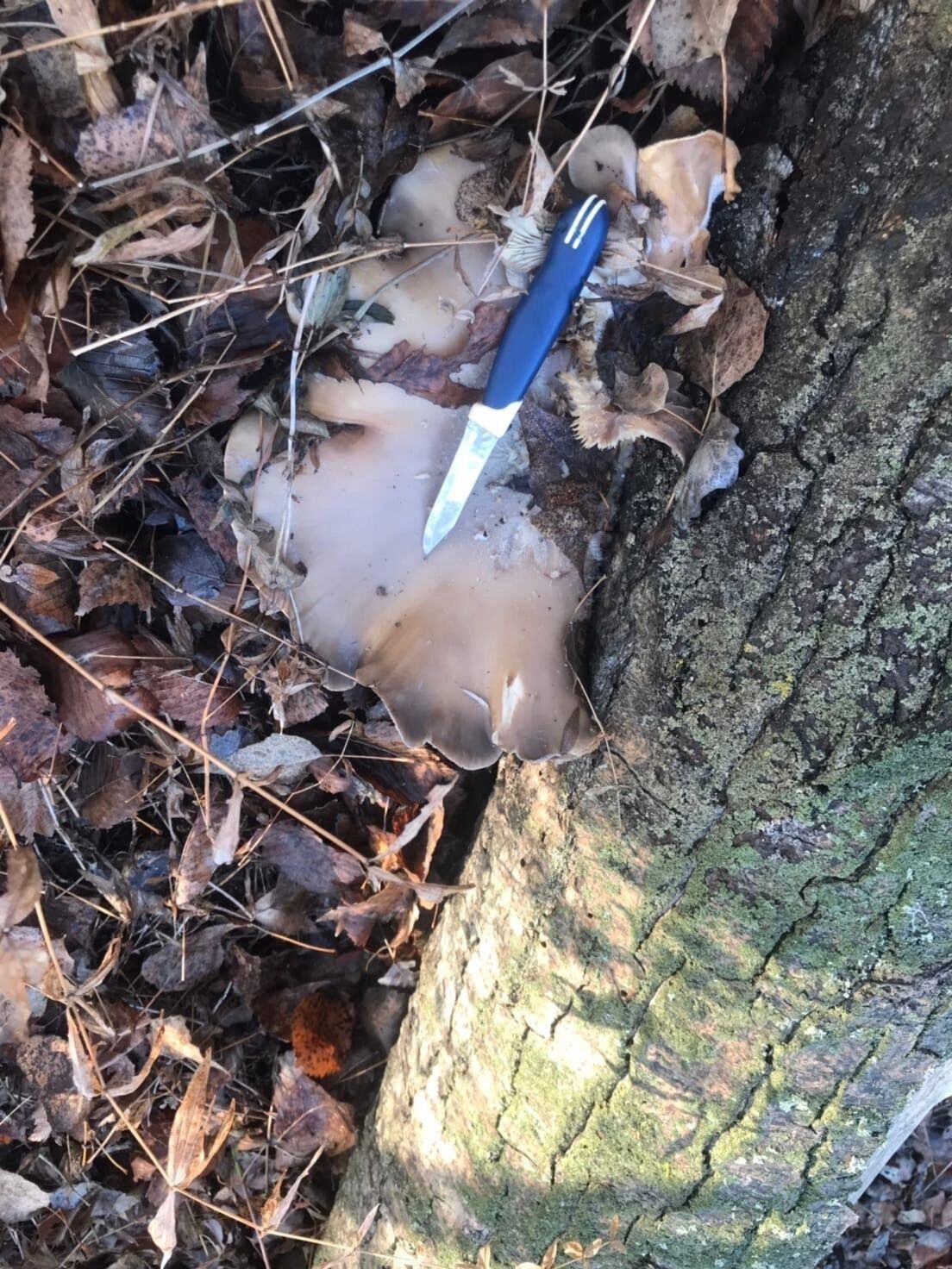 Вешенки в Оренбуржье