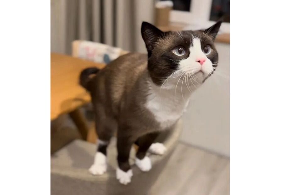 Котята сноу-шоу