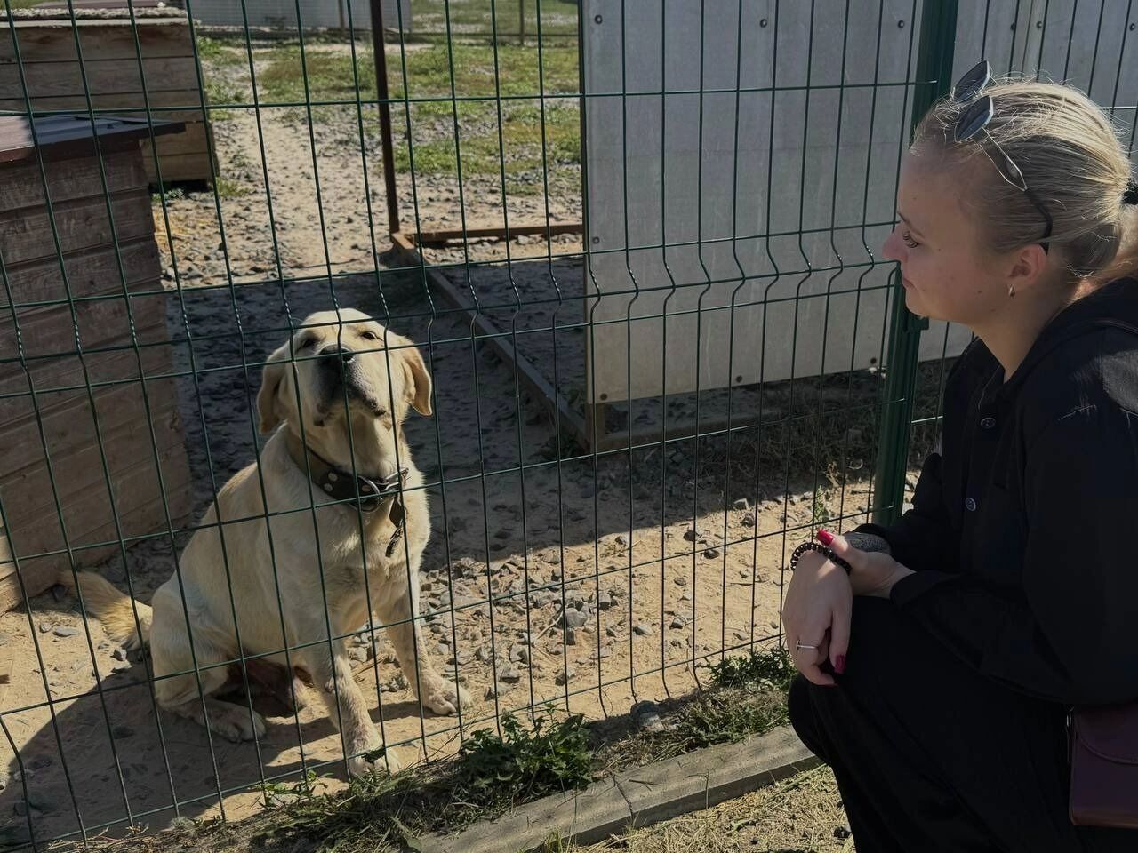 Журналист Бел.Ру знакомится с собакой