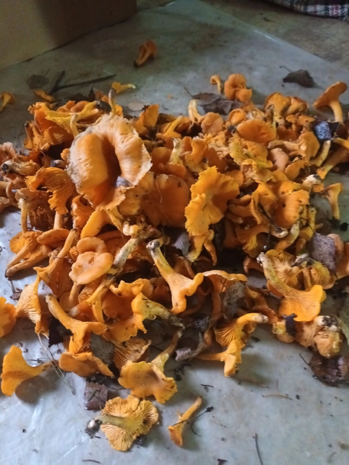 Лисички нашли уже в 20-х числах октября в окрестностях Нытвы