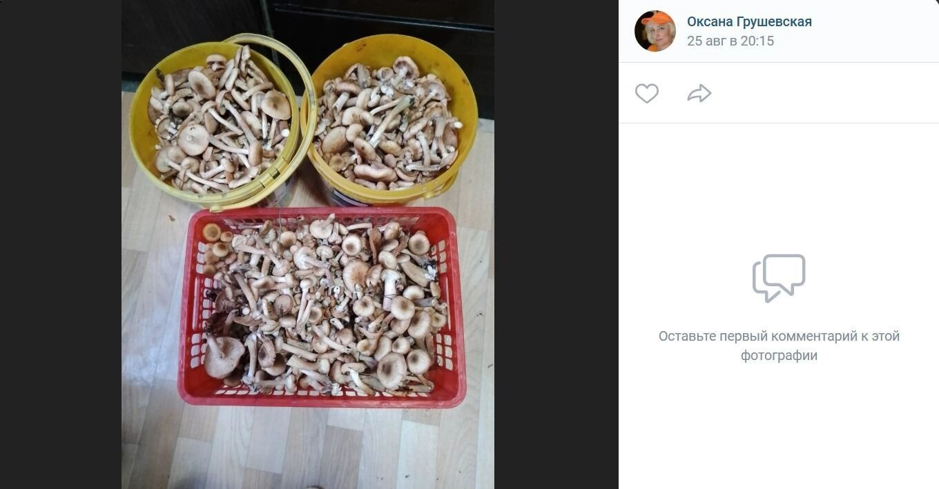 Опята из&nbsp;лесов по&nbsp;Красноярскому тракту