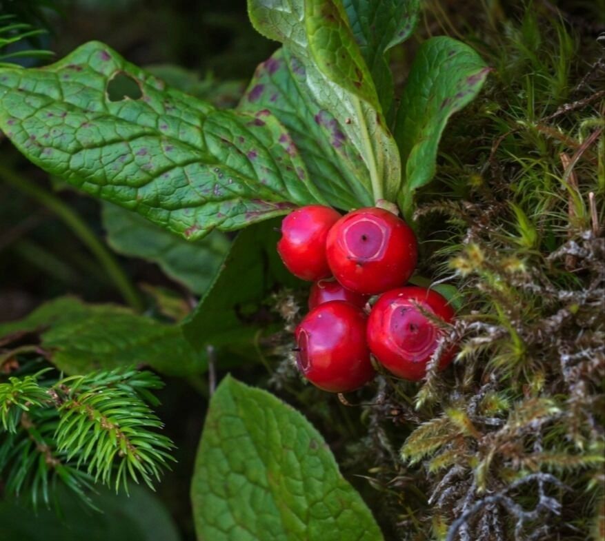 Клюква из Сокольского округа