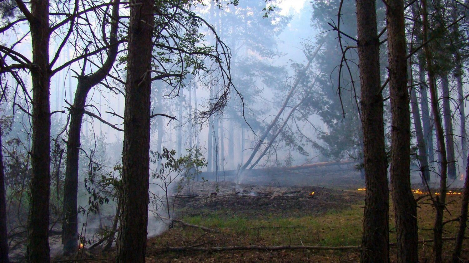 Лесной пожар у деревни Пиголи в 2010 году