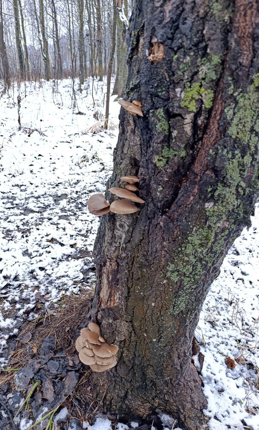 Зимние грибы в Нижегородской области
