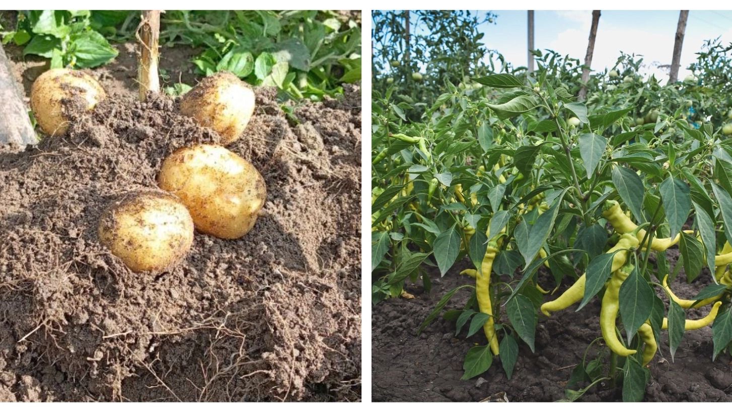 Экологичные методы защиты томатов от фитофтороза: опыт семьи, отказавшейся от химии