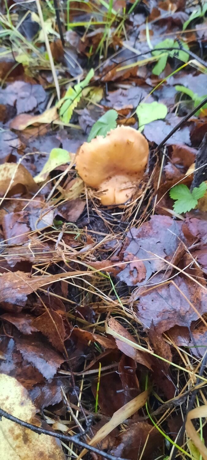 Грибы в Павловском округе