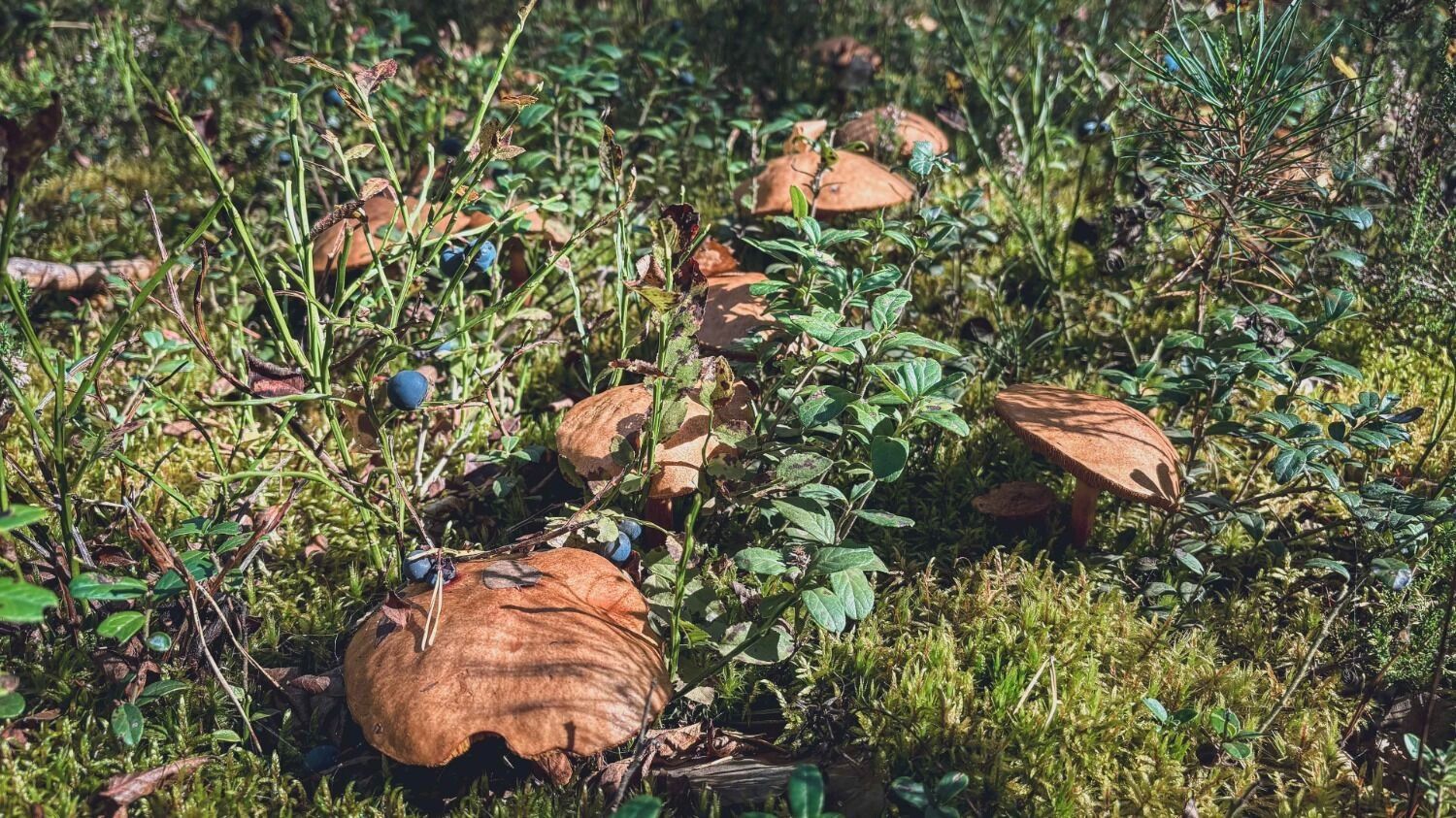 Какие грибы растут в Нижегородской области в октябре