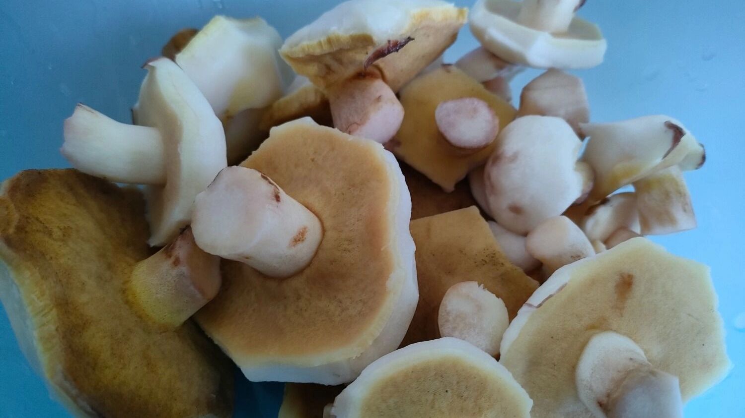 Грибы в Нижегородской области