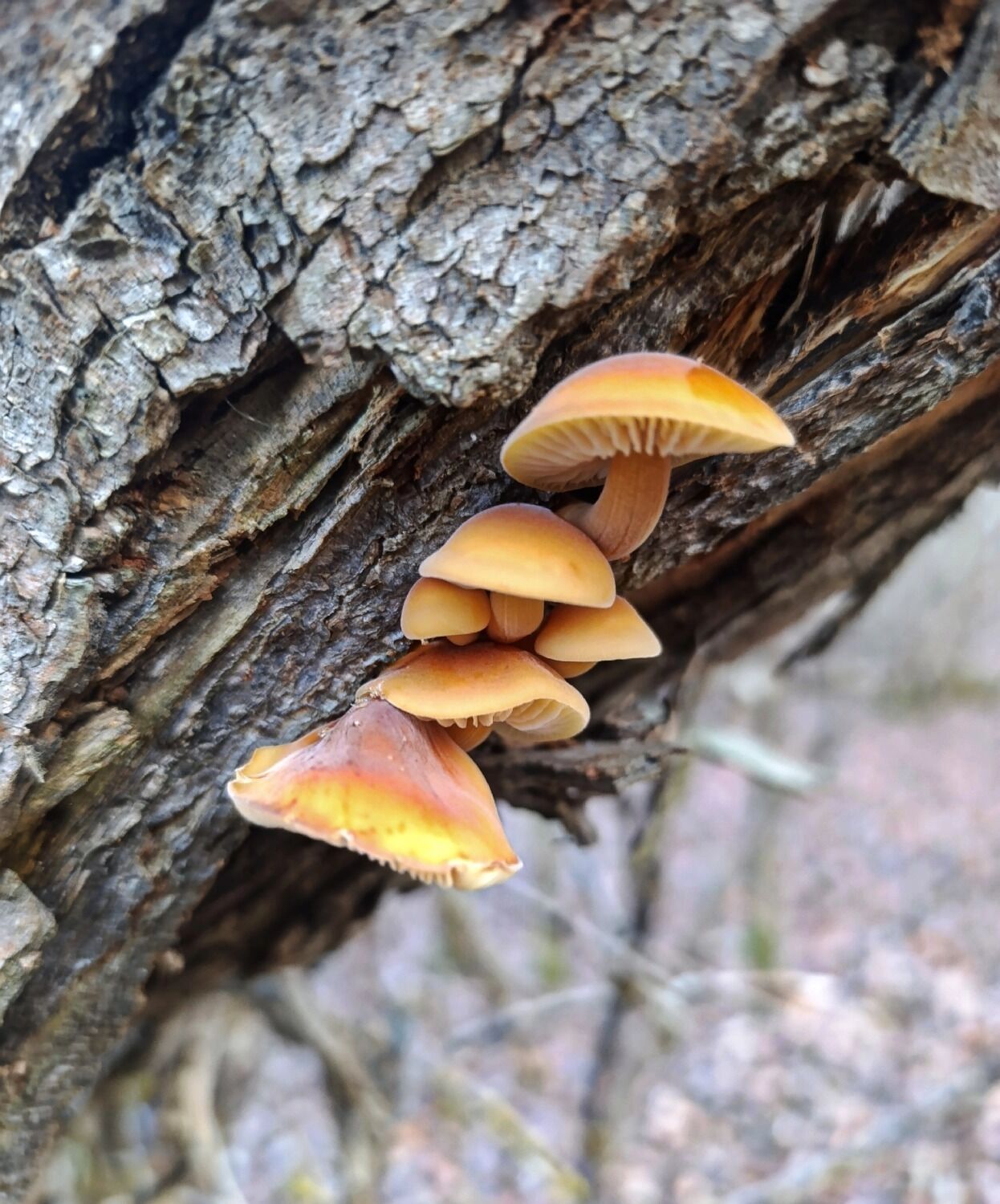 Зимние опята из Нижегородской области