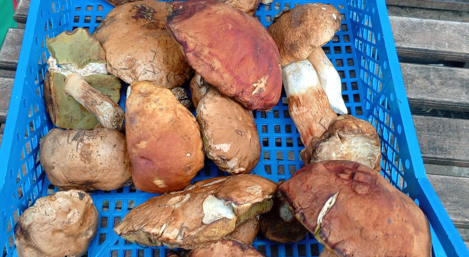 Такие белые грибы стоят уже 600 рублей