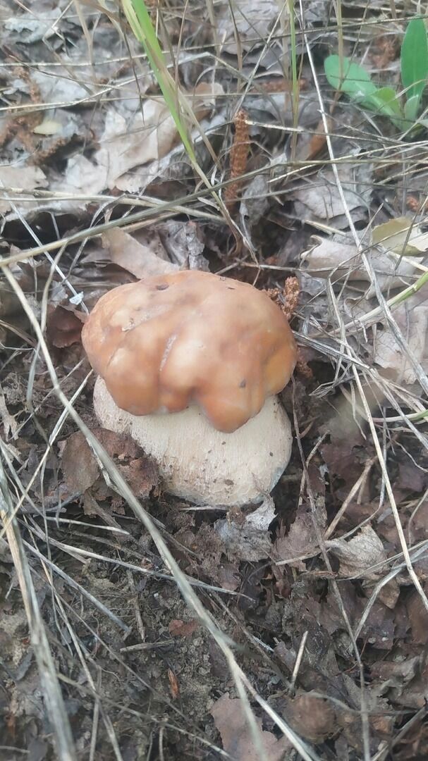 Грибные находки белгородцев