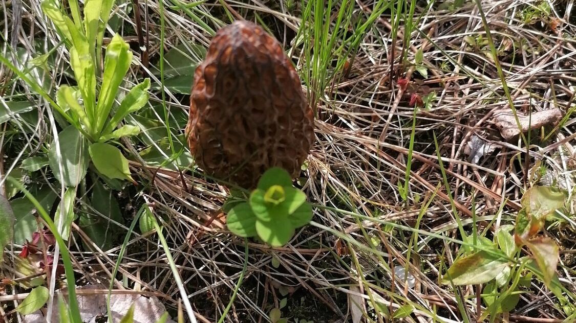 Грибы в Нижегородской области