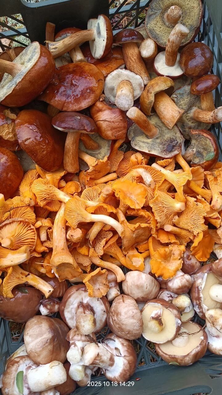 Белые грибы и лисички из Балахнинского округа