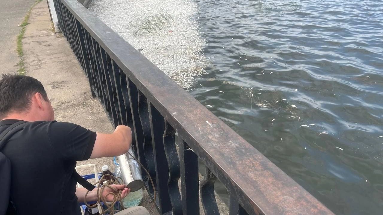 В Удмуртии проверят воду из Воткинского пруда, где массово погибла рыба