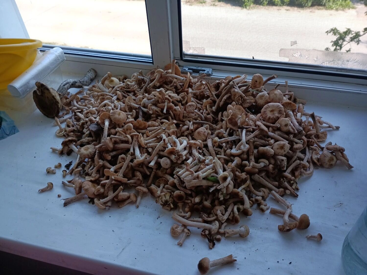 Опята из Арзамаса