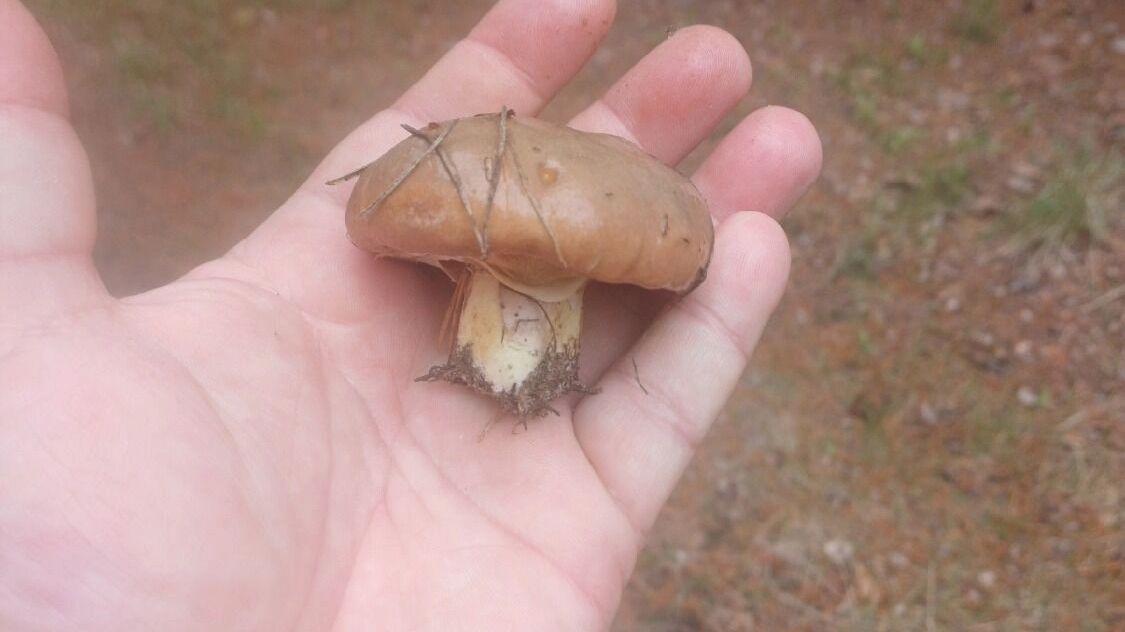 <a href="https://vk.com/tyumengrib">https://vk.com/tyumengrib</a>