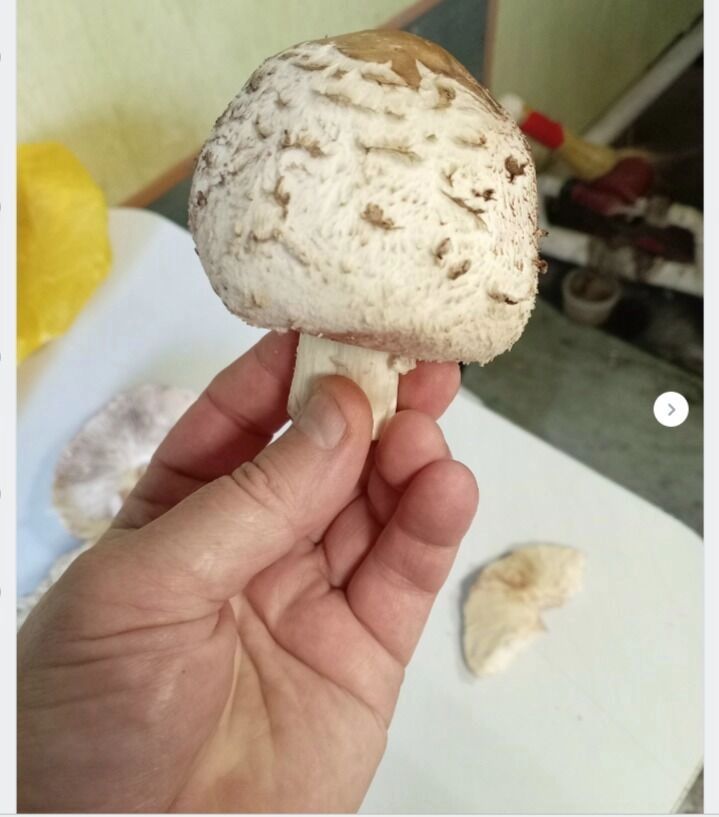 Грибы из Тевриза
