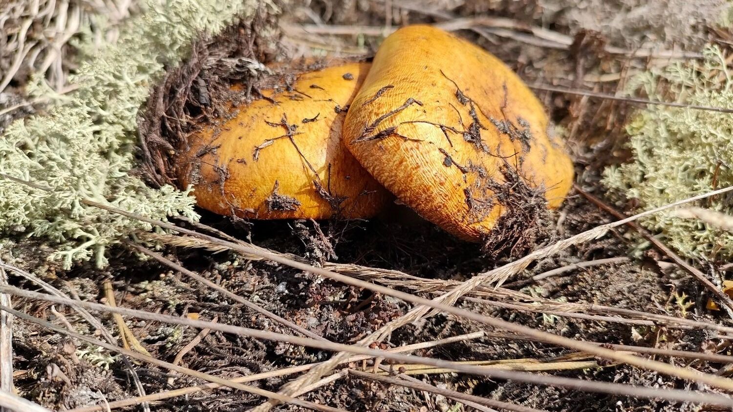Грибы в Нижегородской области
