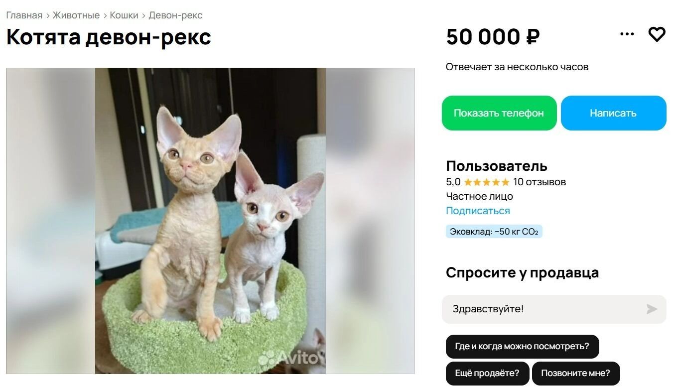 Котята породы девон-рекс