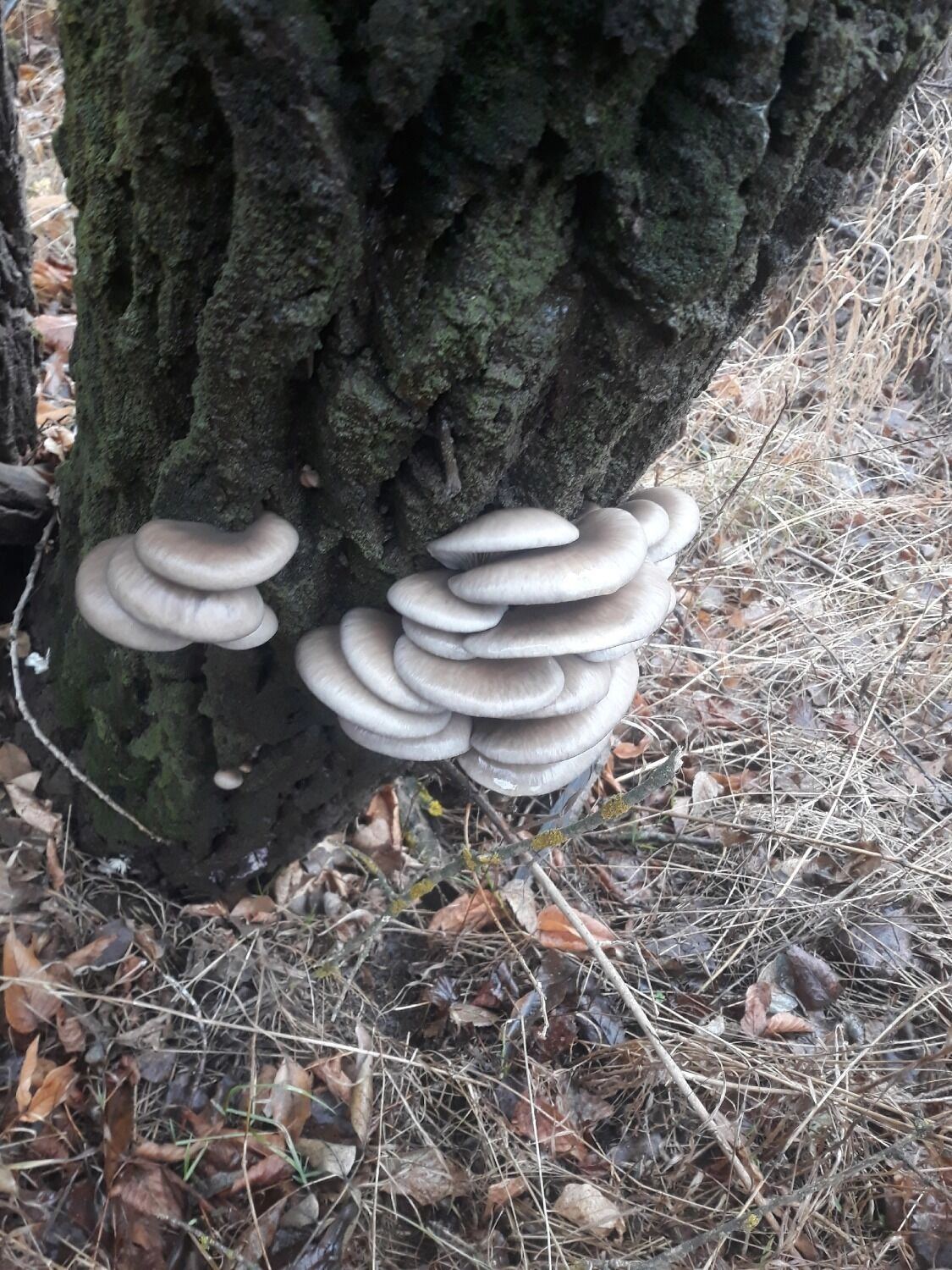 Грибы в Оренбуржье осенью