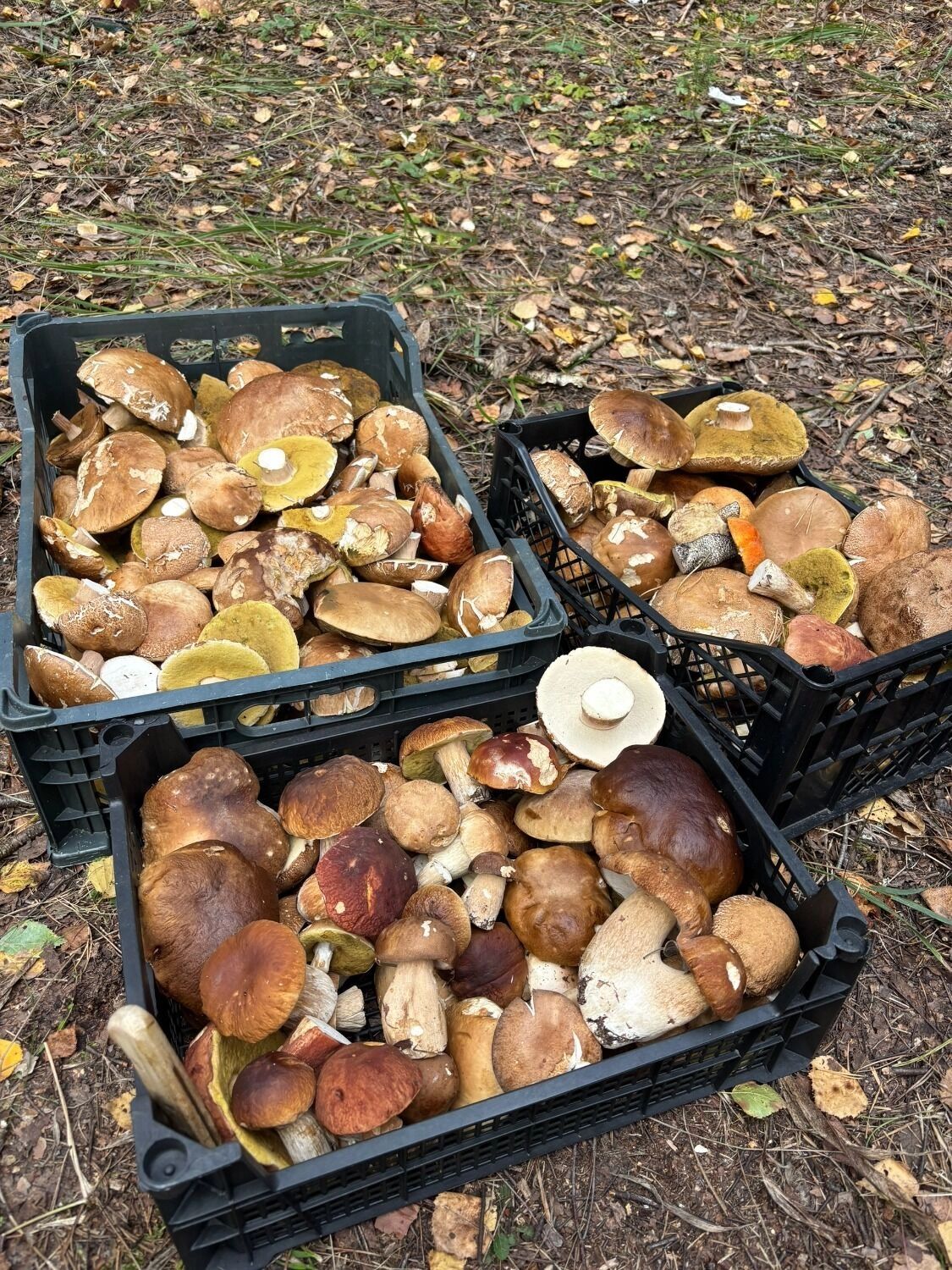 Нижегородка собрала несколько ящиков белых грибов