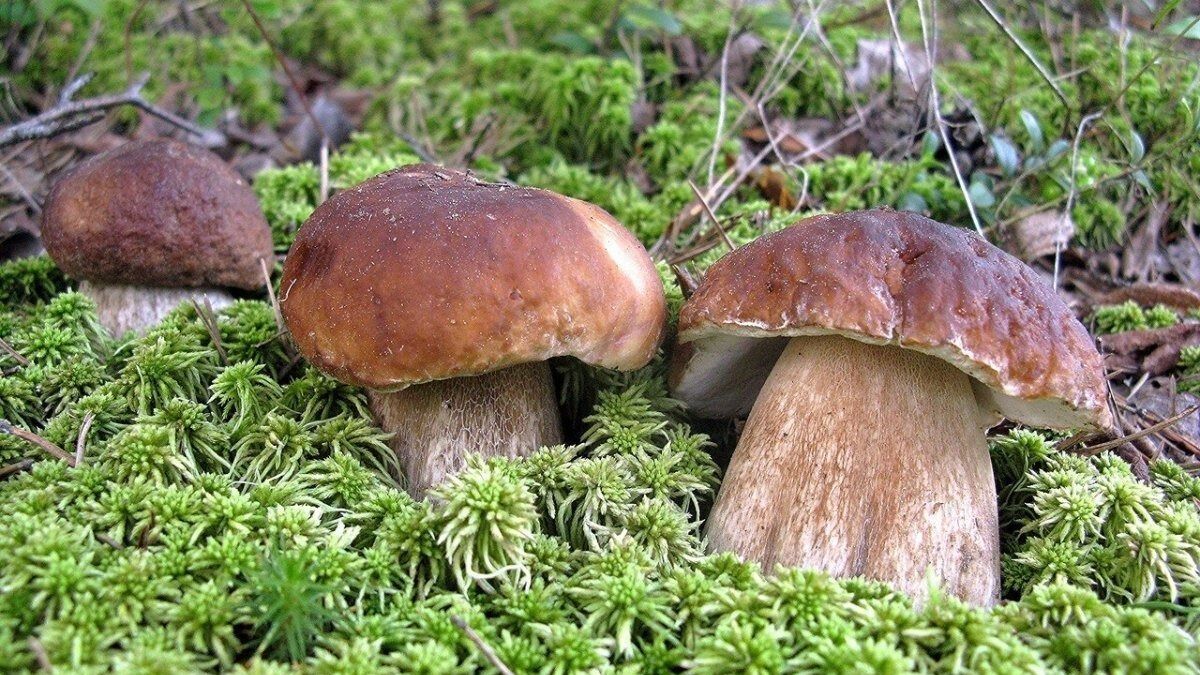 Белые грибы хорошо растут в Белоярском районе и Верхней Пышме, Свердловская область