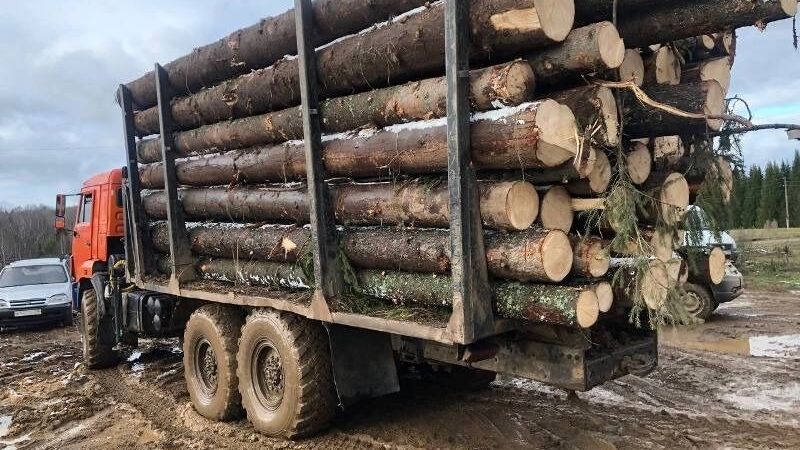 В Пермском крае будут судить браконьеров, нарубивших леса на 60 миллионов рублей