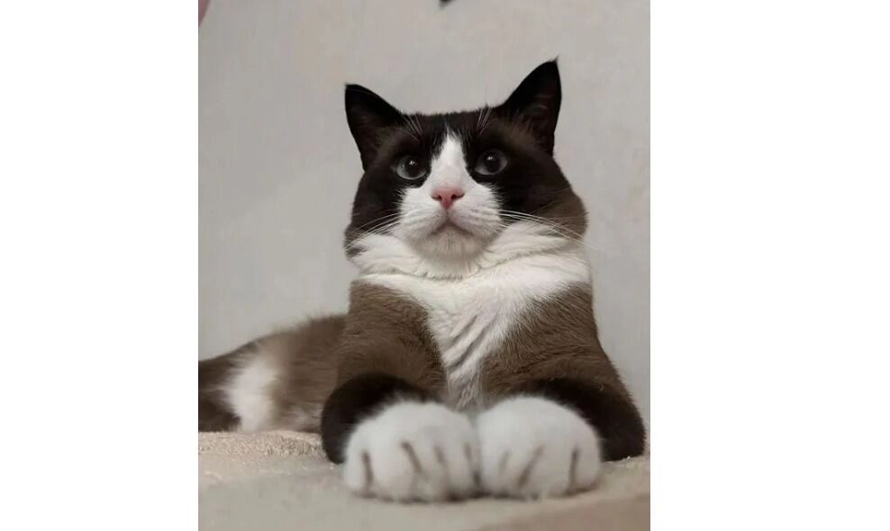 Котята сноу-шоу