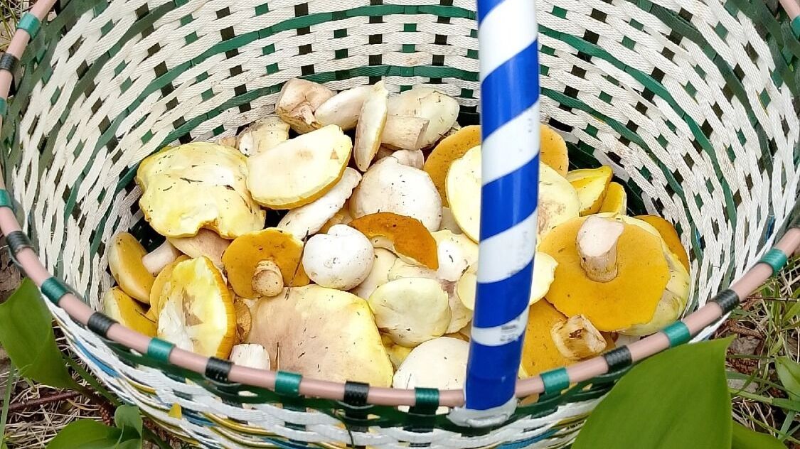 Грибы в Нижегородской области