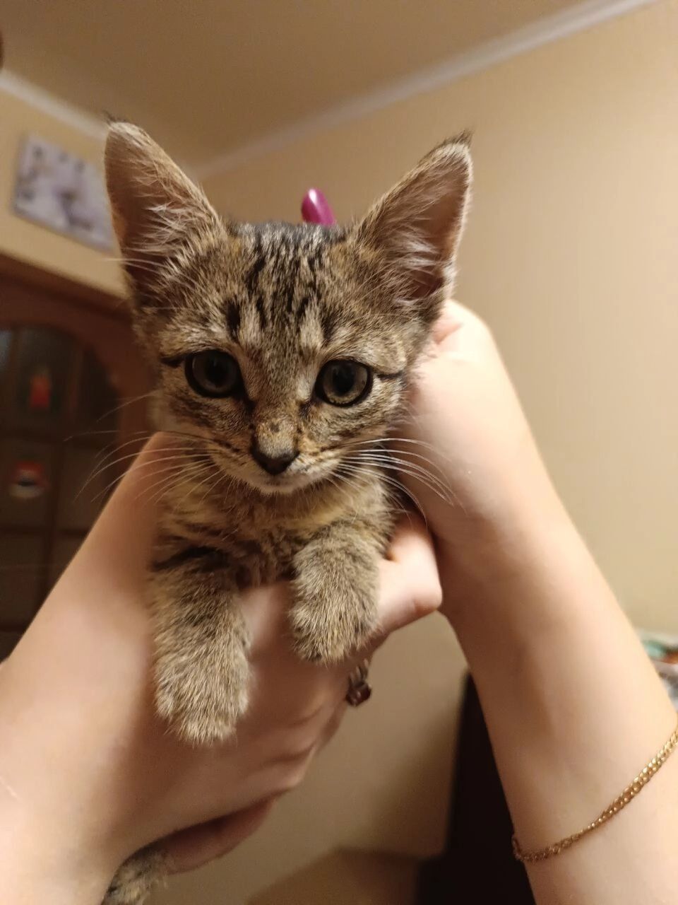 Маленький полосатый котенок