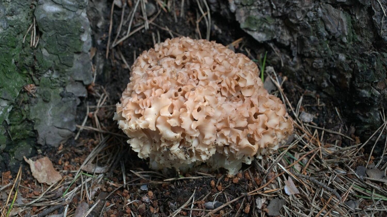 Спарассис курчавый